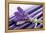 Lavender, Blossoms, Smell, Bunch-Andrea Haase-Framed Premier Image Canvas