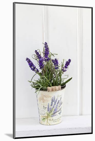 Lavender, Blossoms, Smell, Rivererpot-Andrea Haase-Mounted Photographic Print