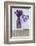 Lavender, Blossoms, Vase, Heart-Andrea Haase-Framed Photographic Print