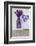 Lavender, Blossoms, Vase, Heart-Andrea Haase-Framed Photographic Print