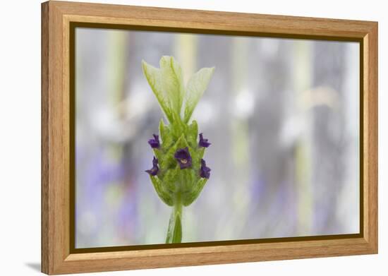 Lavender Bud I-Dana Styber-Framed Premier Image Canvas