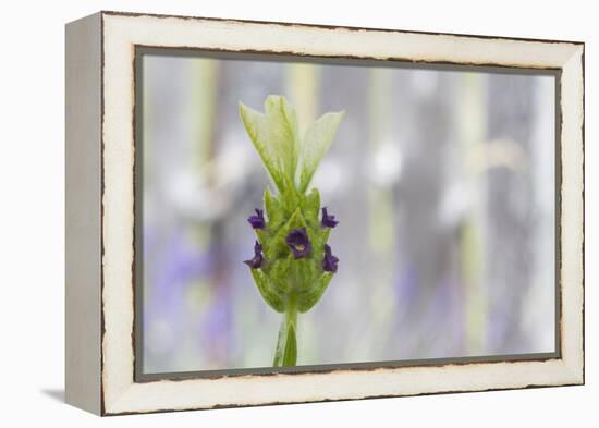 Lavender Bud I-Dana Styber-Framed Premier Image Canvas