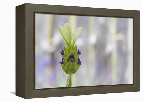 Lavender Bud I-Dana Styber-Framed Premier Image Canvas