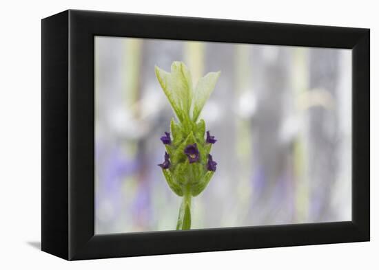 Lavender Bud I-Dana Styber-Framed Premier Image Canvas