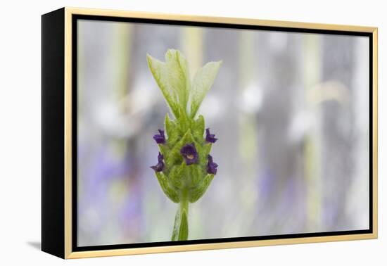 Lavender Bud I-Dana Styber-Framed Premier Image Canvas