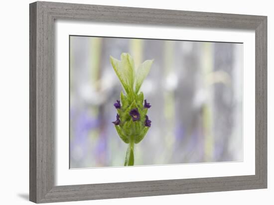 Lavender Bud I-Dana Styber-Framed Photographic Print