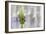 Lavender Bud I-Dana Styber-Framed Photographic Print