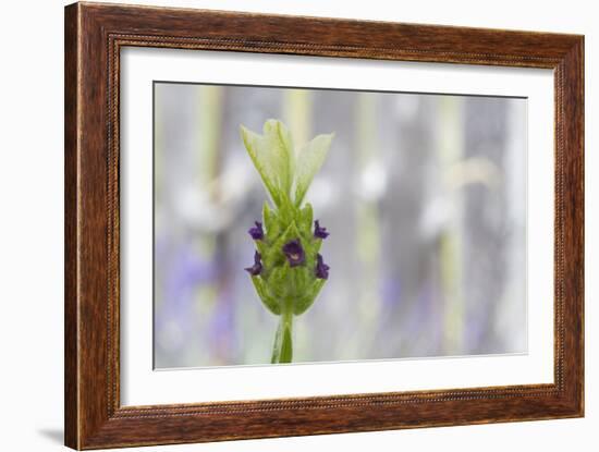 Lavender Bud I-Dana Styber-Framed Photographic Print