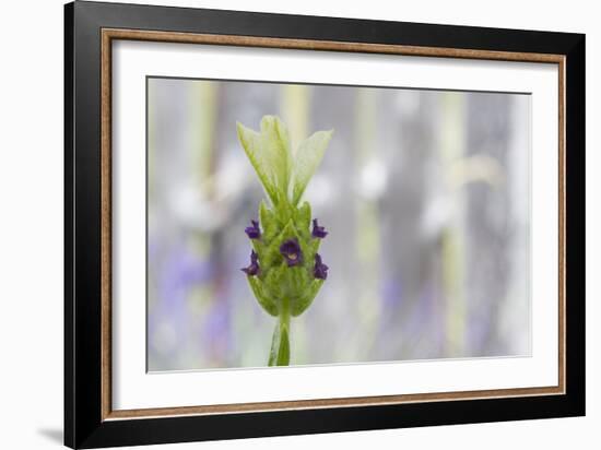 Lavender Bud I-Dana Styber-Framed Photographic Print