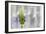 Lavender Bud I-Dana Styber-Framed Photographic Print