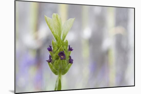 Lavender Bud I-Dana Styber-Mounted Photographic Print