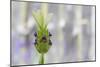 Lavender Bud I-Dana Styber-Mounted Photographic Print