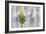 Lavender Bud I-Dana Styber-Framed Photographic Print