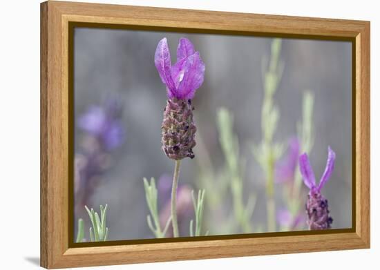 Lavender Bud II-Dana Styber-Framed Premier Image Canvas