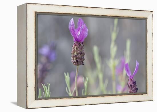 Lavender Bud II-Dana Styber-Framed Premier Image Canvas