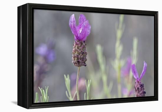 Lavender Bud II-Dana Styber-Framed Premier Image Canvas