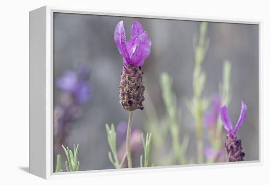 Lavender Bud II-Dana Styber-Framed Premier Image Canvas