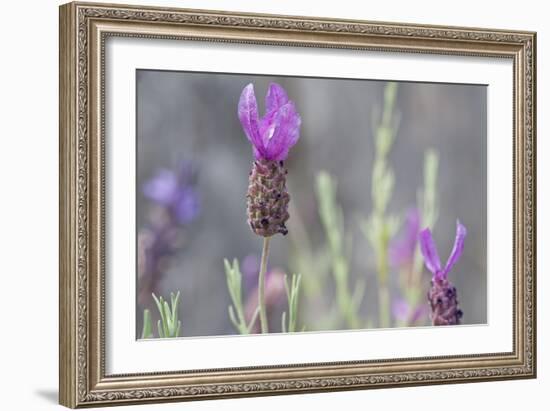 Lavender Bud II-Dana Styber-Framed Photographic Print