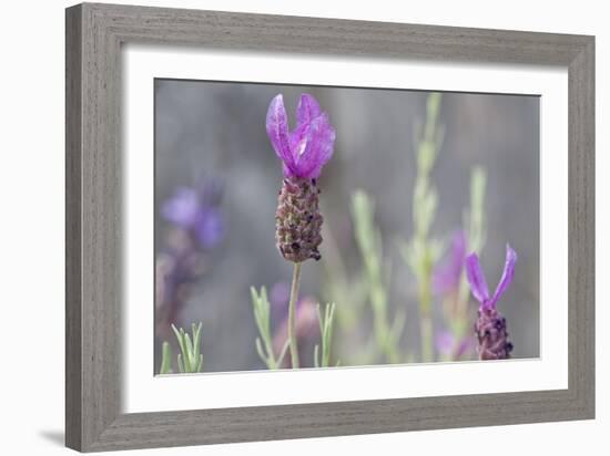 Lavender Bud II-Dana Styber-Framed Photographic Print