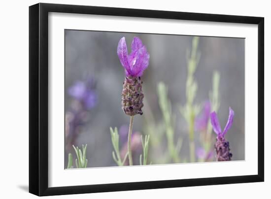 Lavender Bud II-Dana Styber-Framed Photographic Print