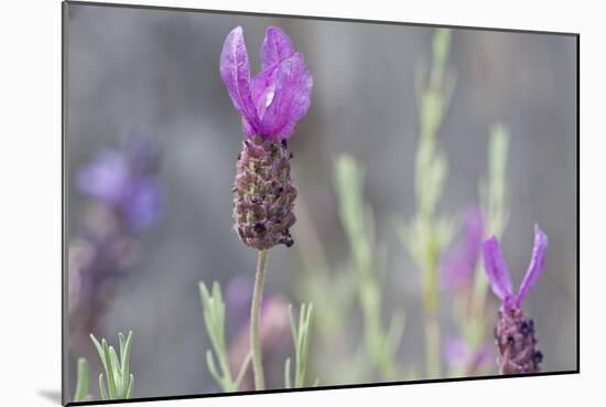 Lavender Bud II-Dana Styber-Mounted Photographic Print