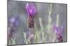 Lavender Bud II-Dana Styber-Mounted Photographic Print