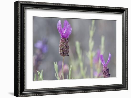 Lavender Bud II-Dana Styber-Framed Photographic Print