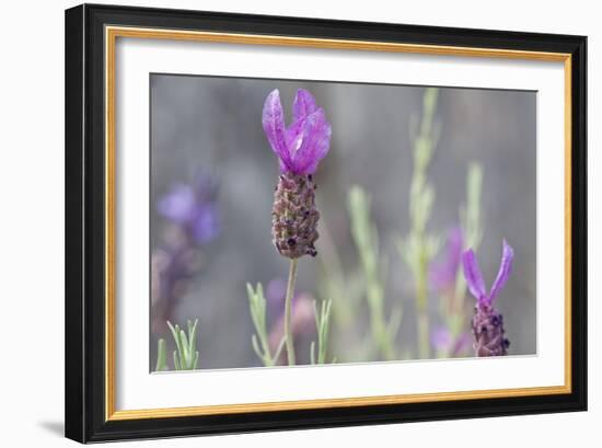 Lavender Bud II-Dana Styber-Framed Photographic Print