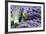 Lavender Bunches I-Dana Styber-Framed Photographic Print