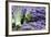 Lavender Bunches I-Dana Styber-Framed Photographic Print