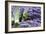 Lavender Bunches I-Dana Styber-Framed Photographic Print