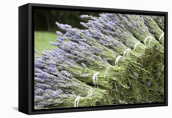 Lavender Bunches II-Dana Styber-Framed Premier Image Canvas