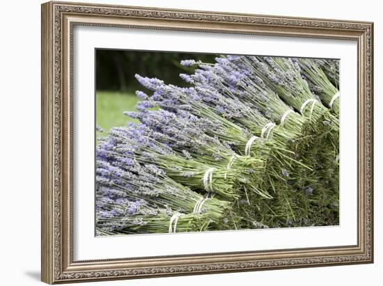 Lavender Bunches II-Dana Styber-Framed Photographic Print