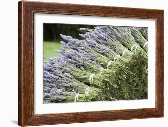 Lavender Bunches II-Dana Styber-Framed Photographic Print