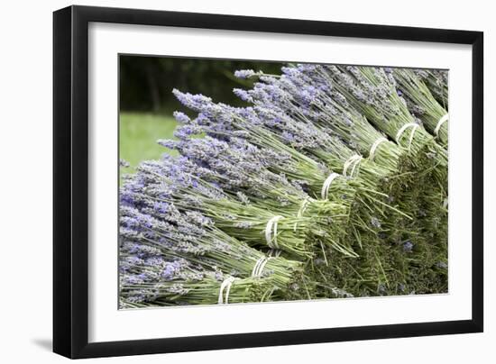 Lavender Bunches II-Dana Styber-Framed Photographic Print