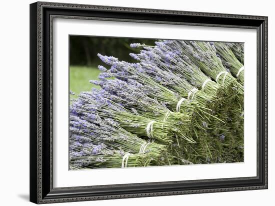 Lavender Bunches II-Dana Styber-Framed Photographic Print