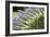 Lavender Bunches II-Dana Styber-Framed Photographic Print