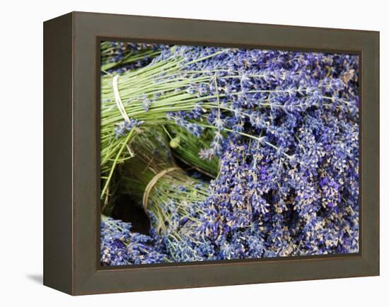 Lavender Bundles for Sale in Roussillon, Sault, Provence, France-Nadia Isakova-Framed Premier Image Canvas