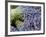 Lavender Bundles for Sale in Roussillon, Sault, Provence, France-Nadia Isakova-Framed Photographic Print