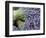 Lavender Bundles for Sale in Roussillon, Sault, Provence, France-Nadia Isakova-Framed Photographic Print