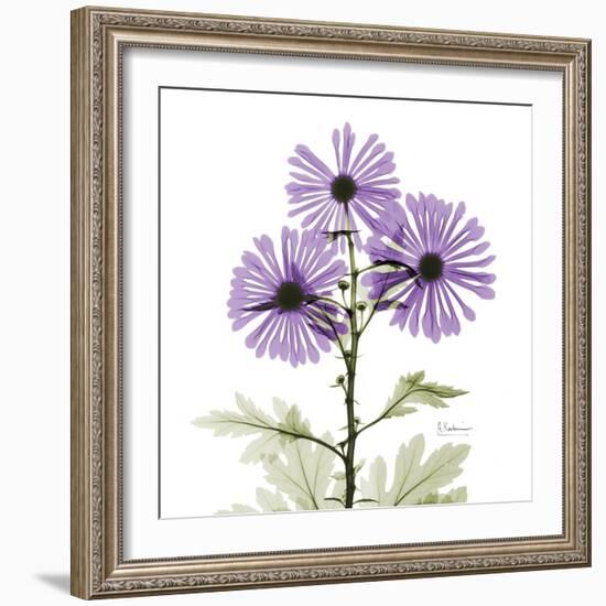 Lavender Chrysanthemum-Albert Koetsier-Framed Photographic Print