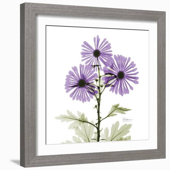 Lavender Chrysanthemum-Albert Koetsier-Framed Photographic Print