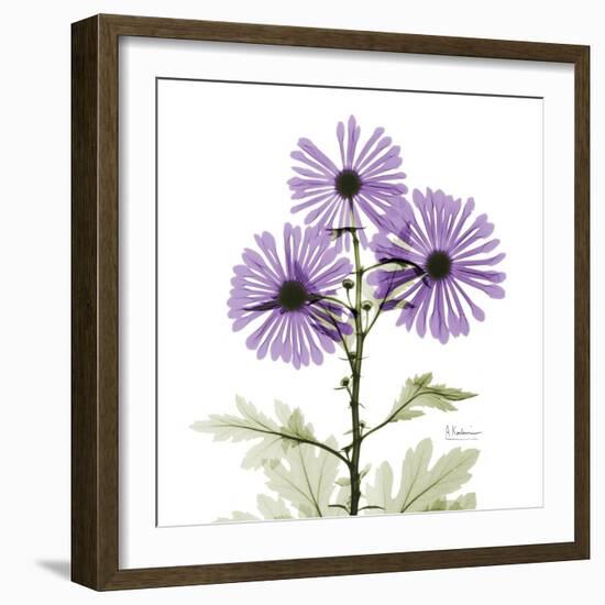 Lavender Chrysanthemum-Albert Koetsier-Framed Photographic Print