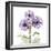 Lavender Chrysanthemum-Albert Koetsier-Framed Photographic Print