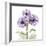 Lavender Chrysanthemum-Albert Koetsier-Framed Photographic Print