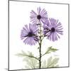 Lavender Chrysanthemum-Albert Koetsier-Mounted Photographic Print
