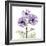 Lavender Chrysanthemum-Albert Koetsier-Framed Photographic Print