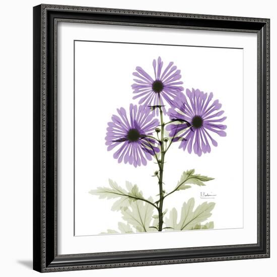 Lavender Chrysanthemum-Albert Koetsier-Framed Photographic Print