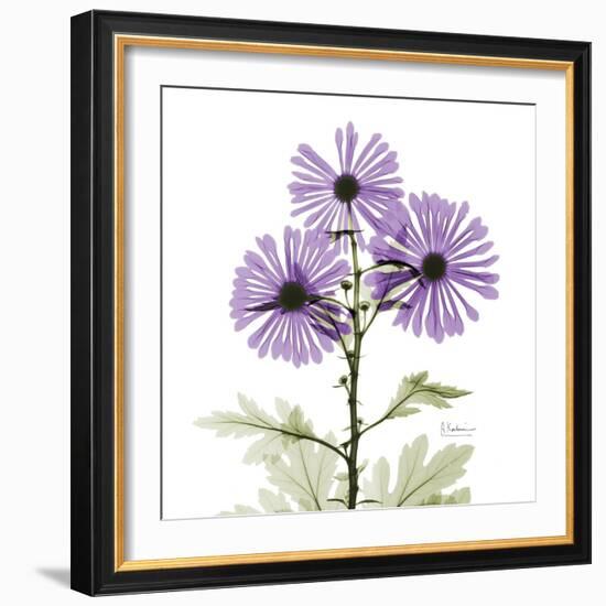 Lavender Chrysanthemum-Albert Koetsier-Framed Photographic Print