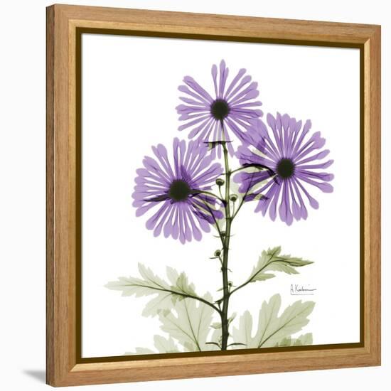 Lavender Chrysanthemum-Albert Koetsier-Framed Premier Image Canvas